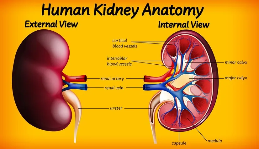 human kidney anatomy
